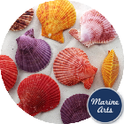 Noble Scallop Pairs